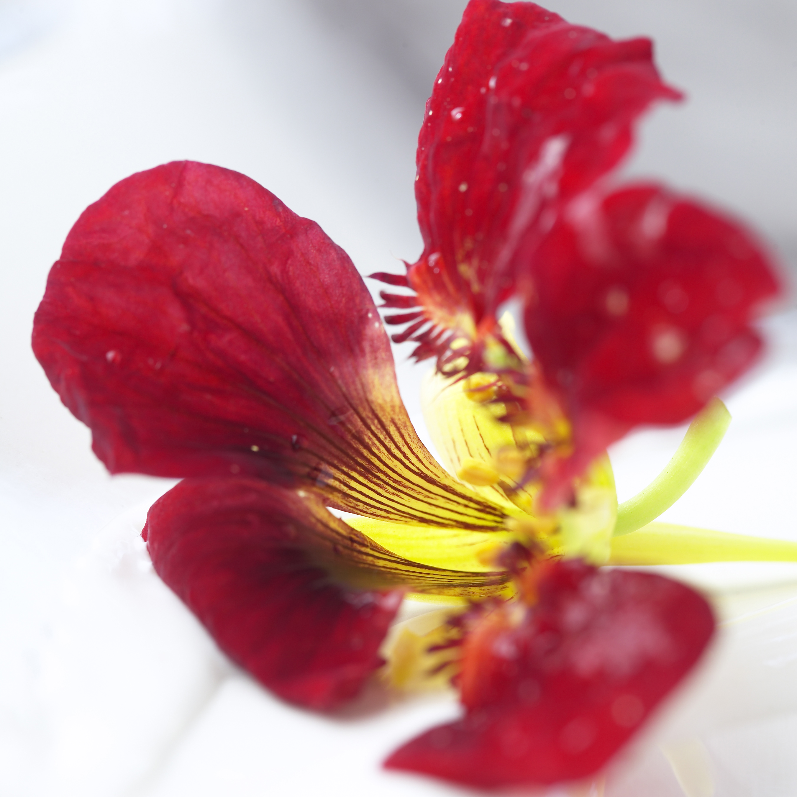 Thumbnail Image 1